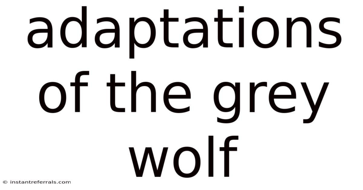 Adaptations Of The Grey Wolf