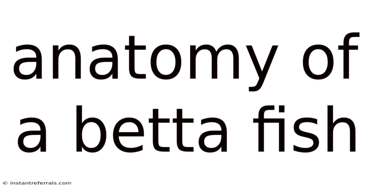 Anatomy Of A Betta Fish