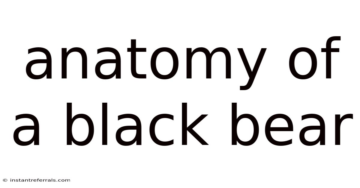 Anatomy Of A Black Bear