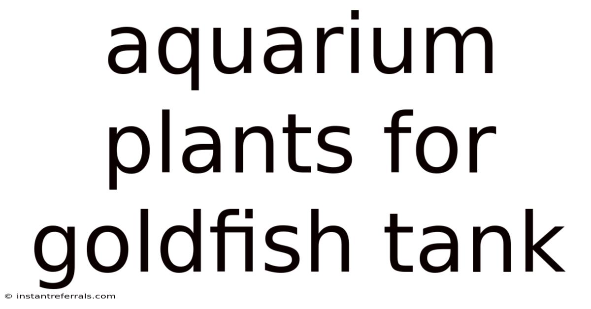 Aquarium Plants For Goldfish Tank