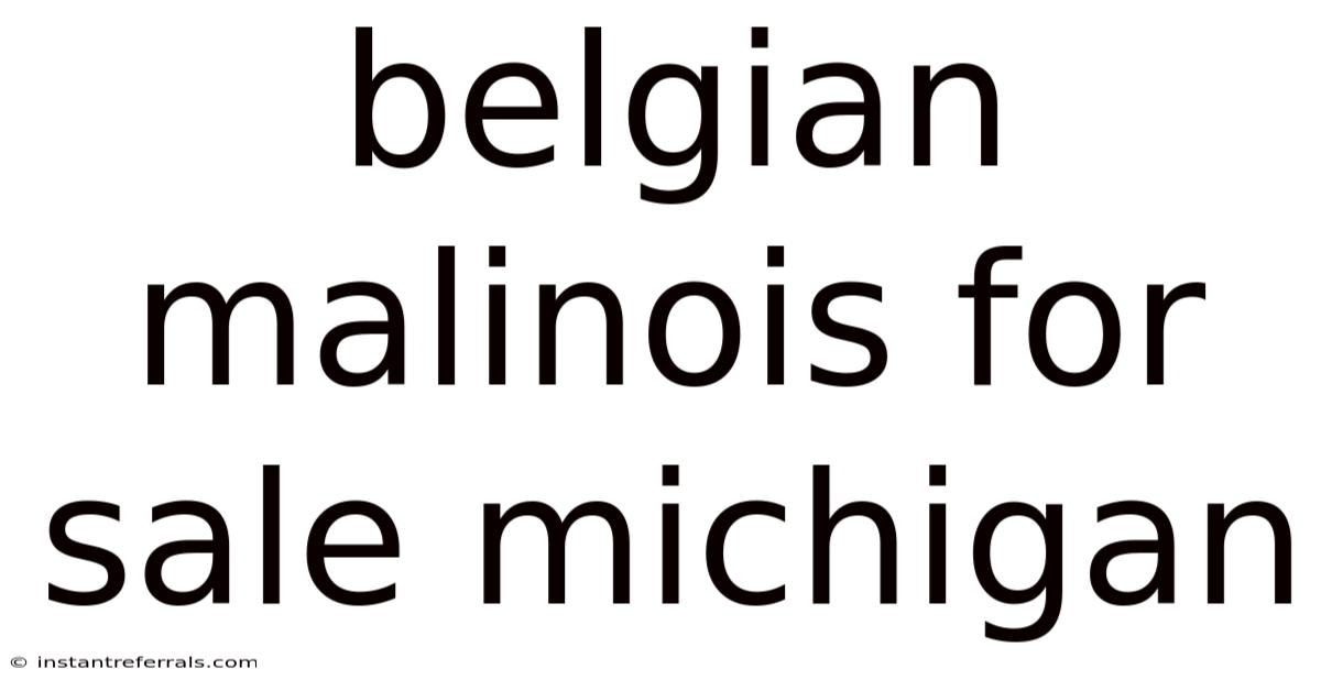 Belgian Malinois For Sale Michigan