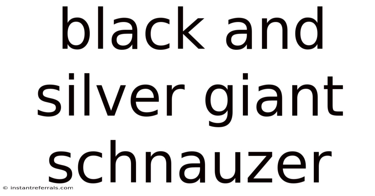 Black And Silver Giant Schnauzer