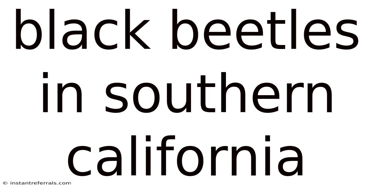 Black Beetles In Southern California