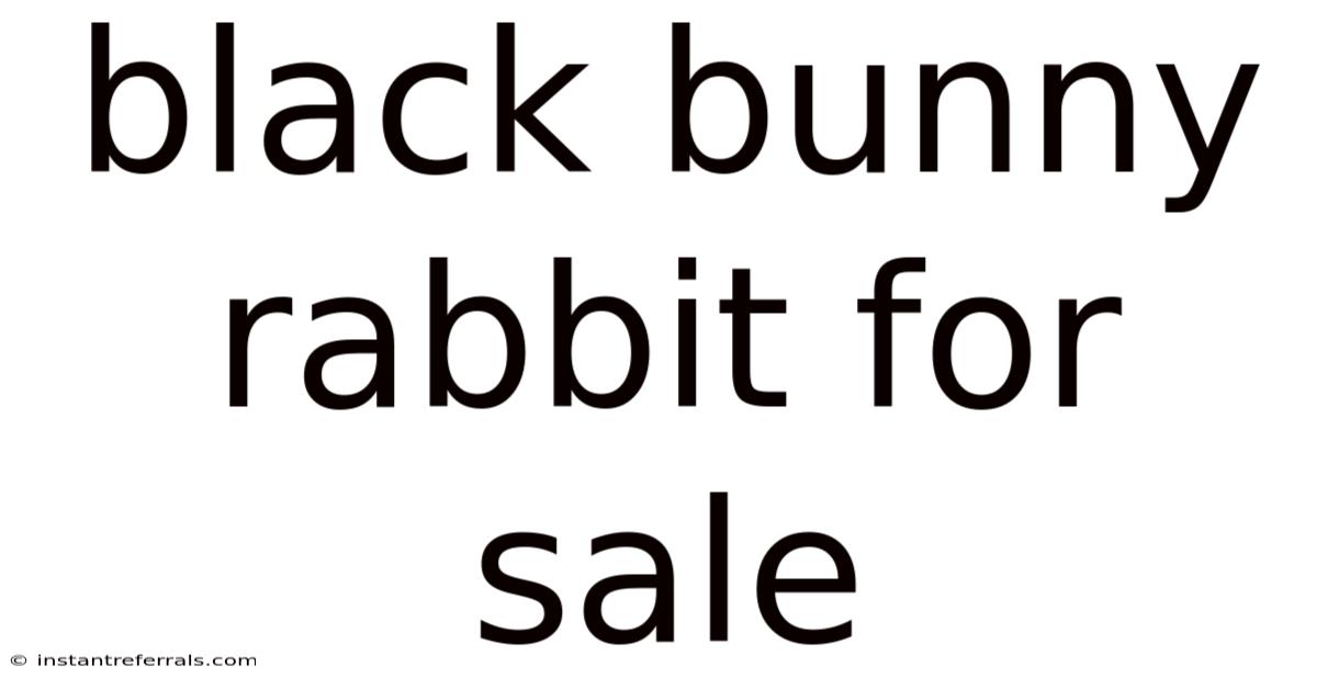 Black Bunny Rabbit For Sale