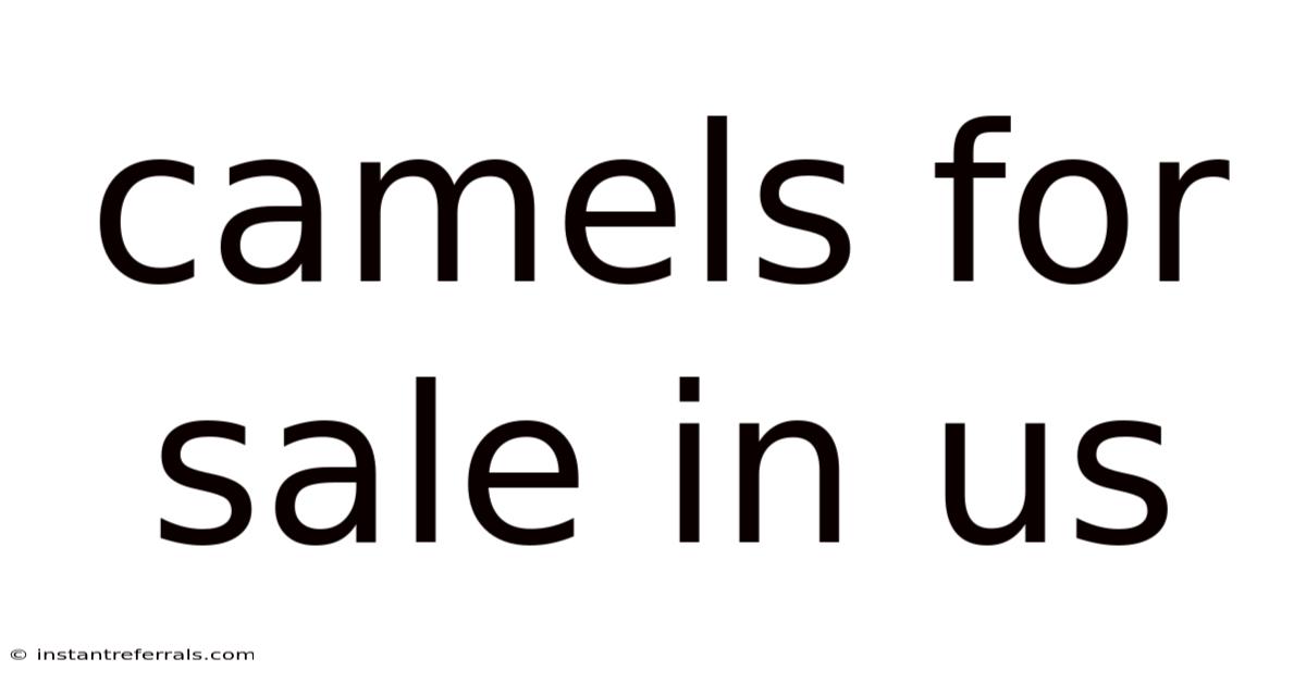 Camels For Sale In Us