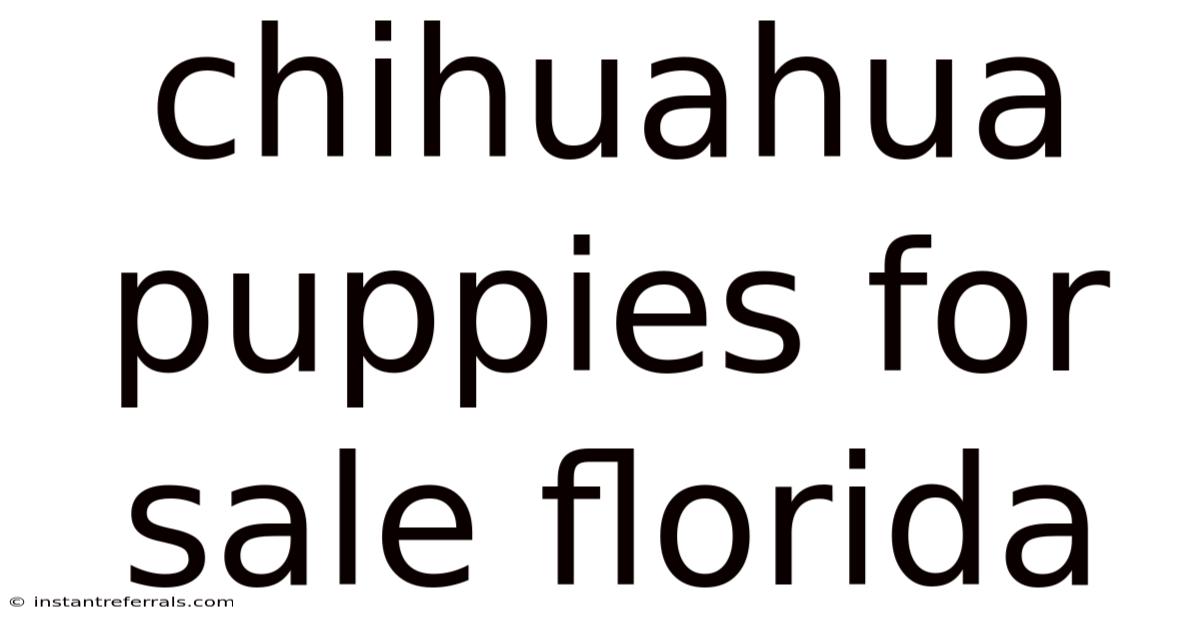 Chihuahua Puppies For Sale Florida