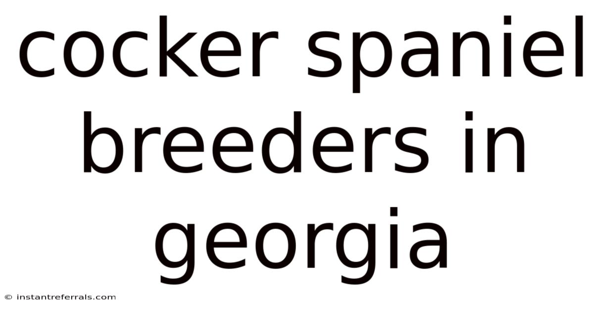 Cocker Spaniel Breeders In Georgia
