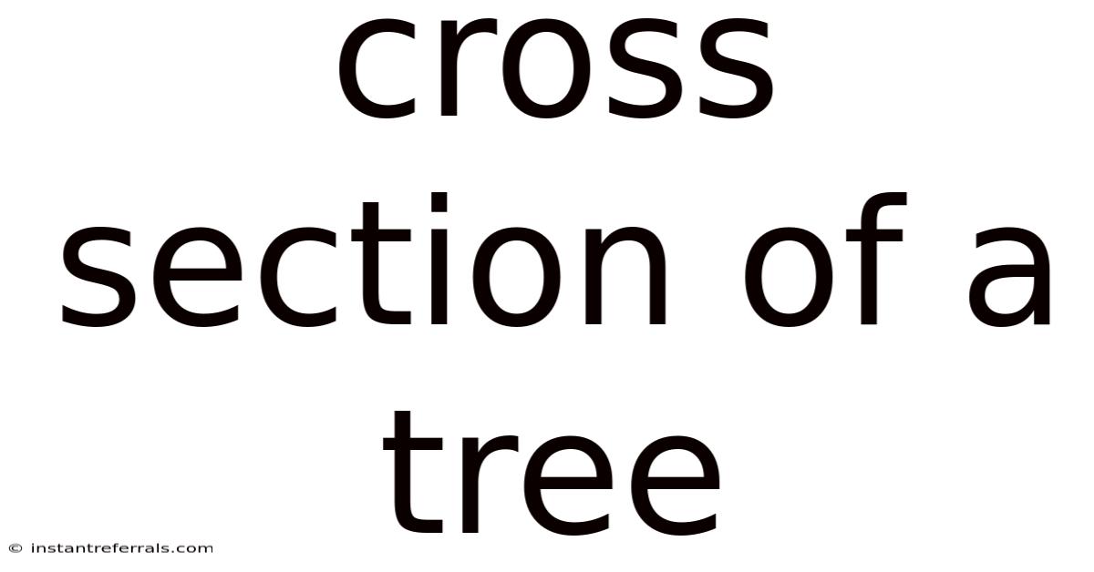 Cross Section Of A Tree