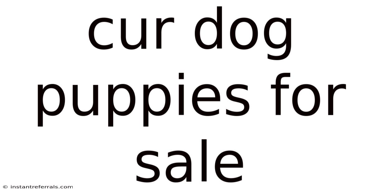 Cur Dog Puppies For Sale