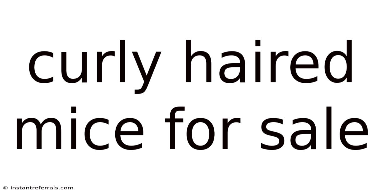 Curly Haired Mice For Sale