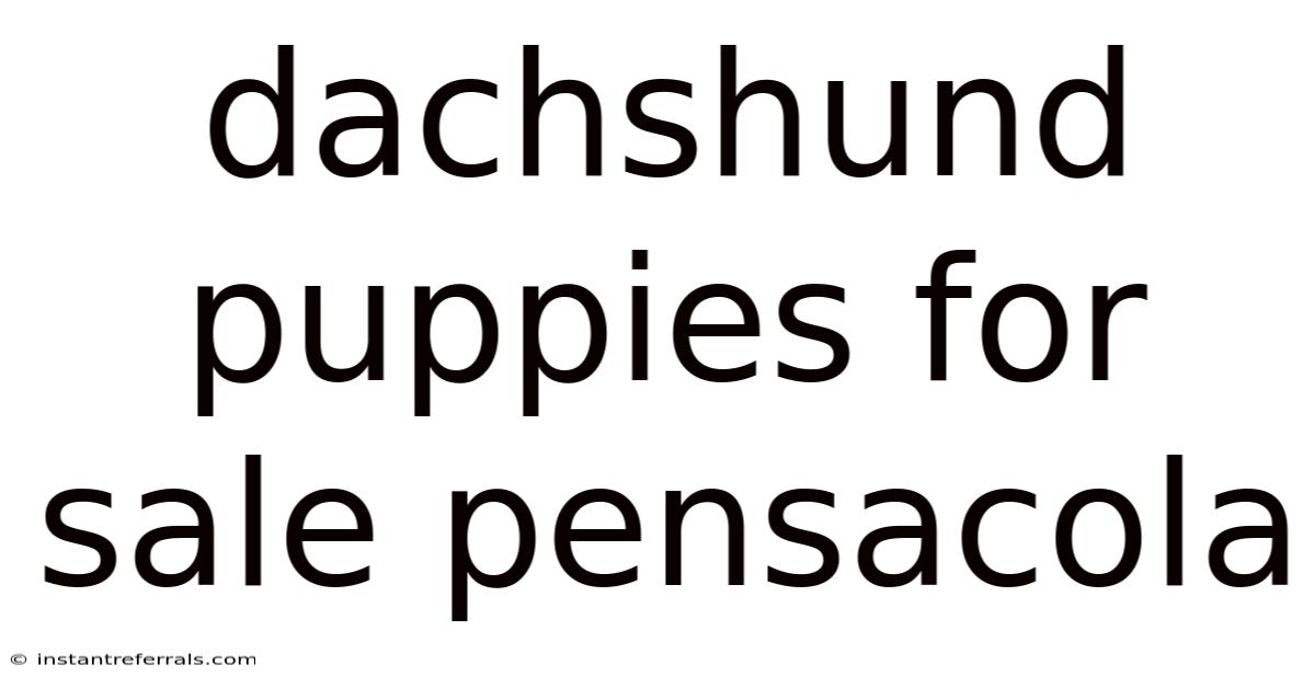Dachshund Puppies For Sale Pensacola