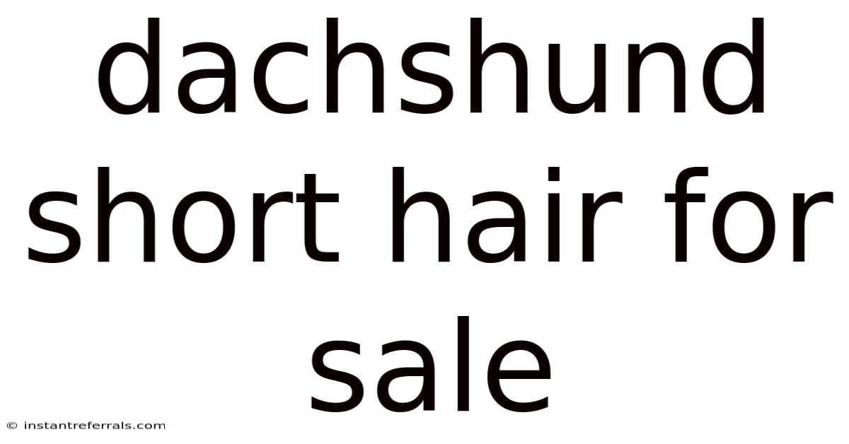 Dachshund Short Hair For Sale