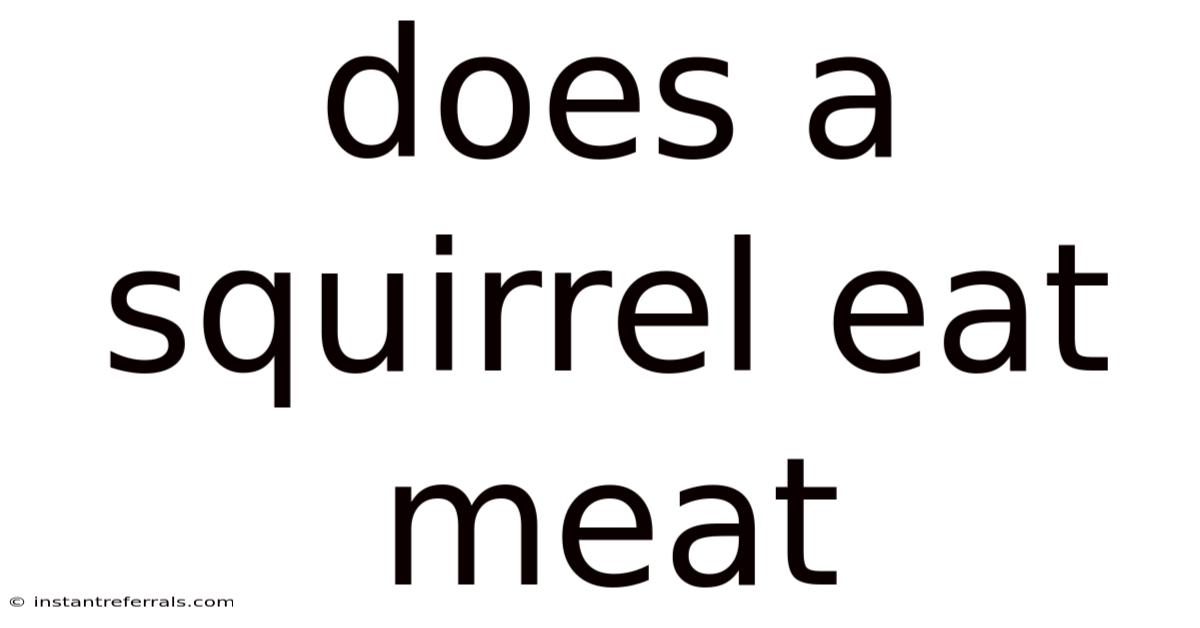 Does A Squirrel Eat Meat