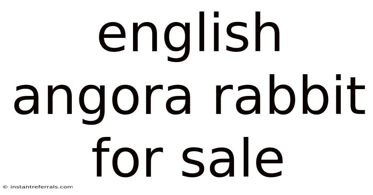 English Angora Rabbit For Sale