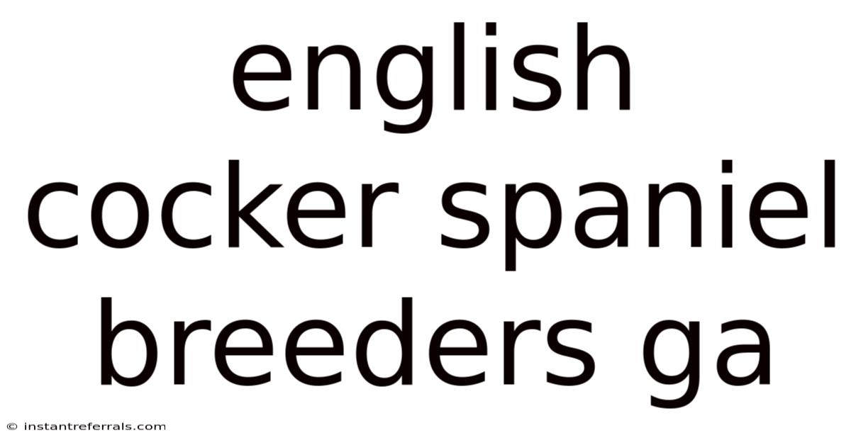 English Cocker Spaniel Breeders Ga