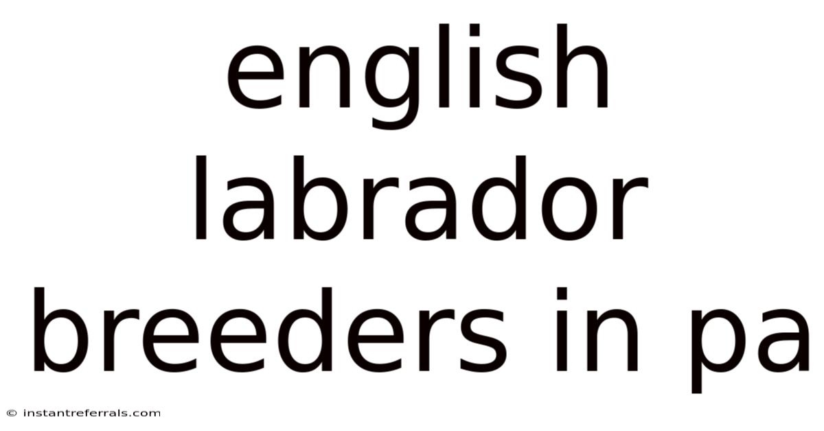 English Labrador Breeders In Pa