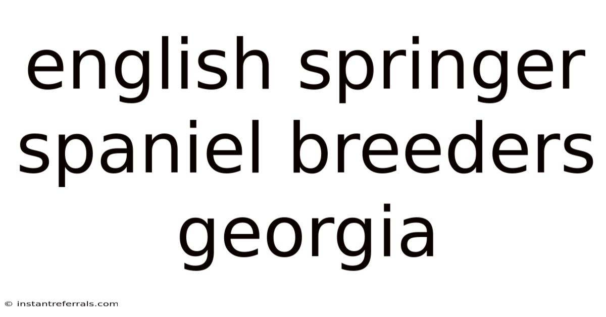 English Springer Spaniel Breeders Georgia