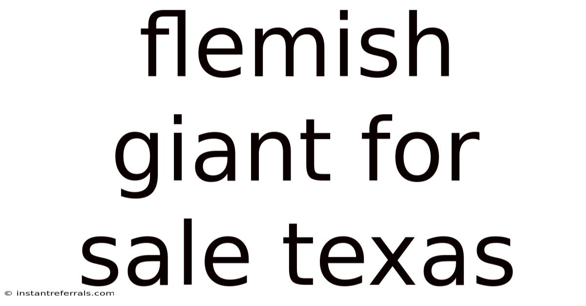 Flemish Giant For Sale Texas