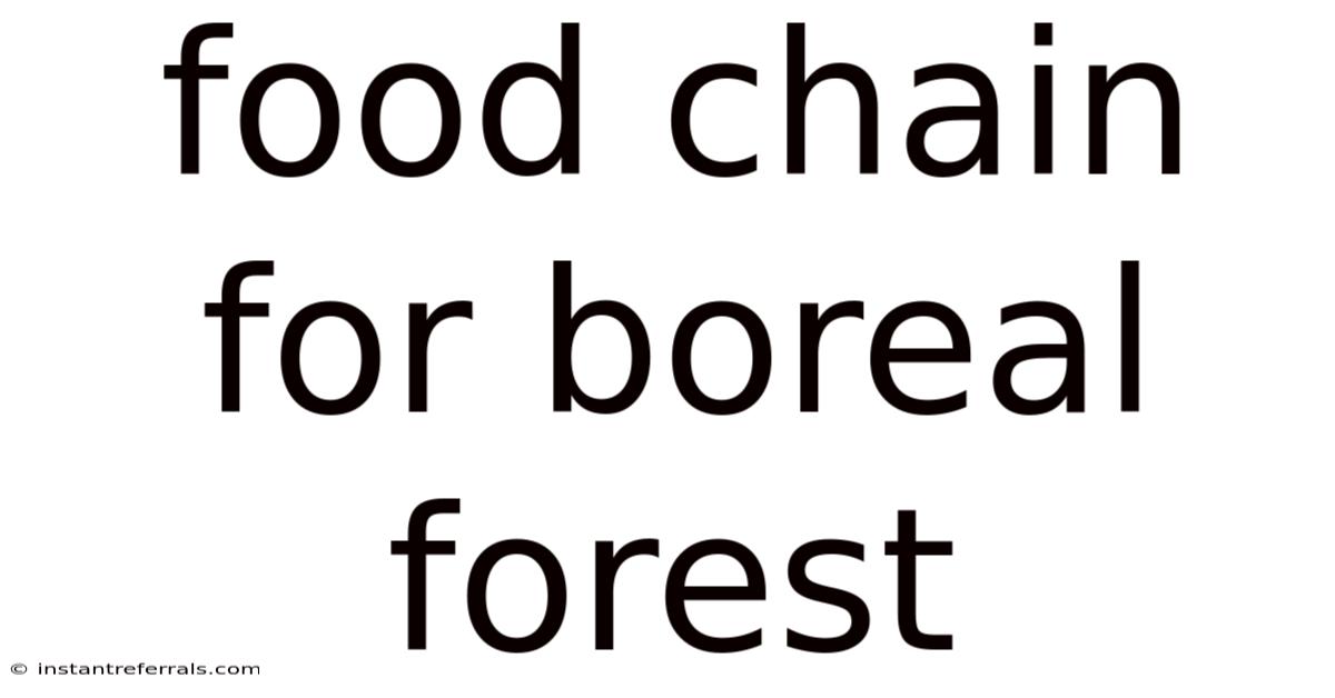 Food Chain For Boreal Forest