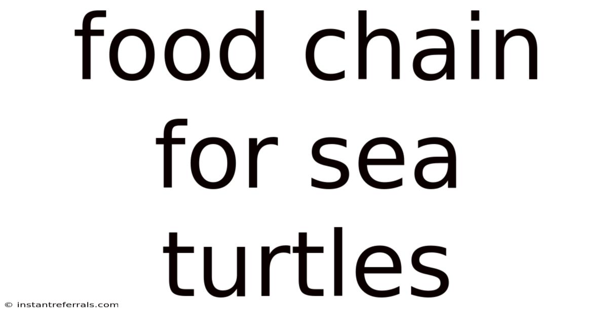 Food Chain For Sea Turtles