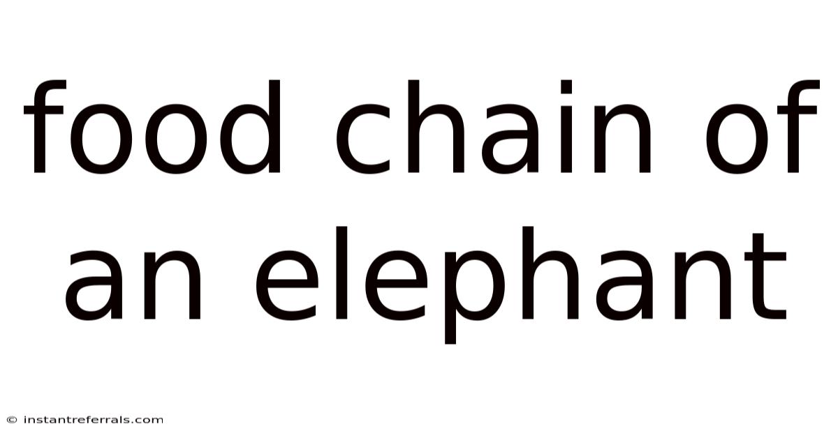 Food Chain Of An Elephant