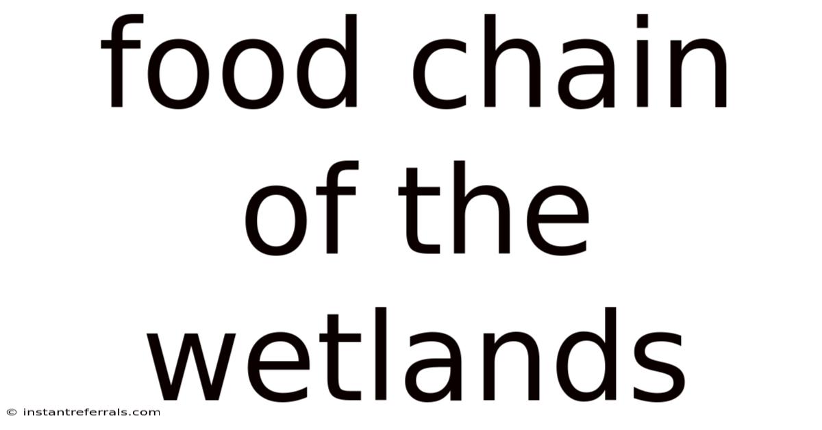 Food Chain Of The Wetlands