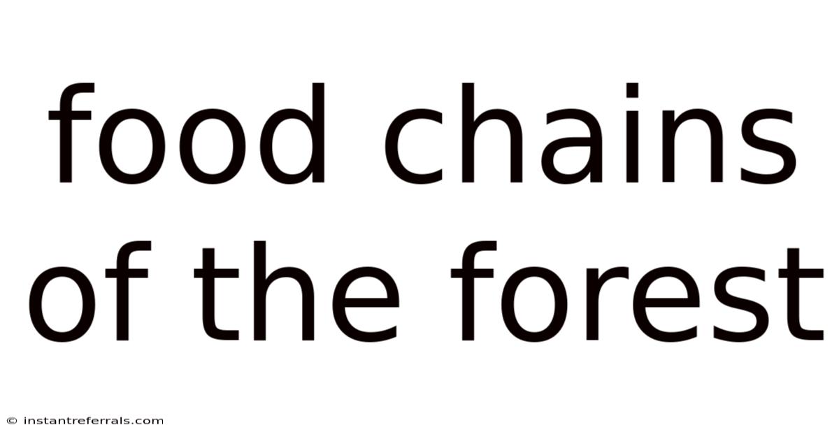 Food Chains Of The Forest