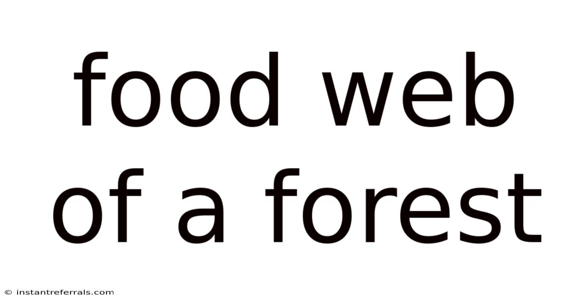 Food Web Of A Forest