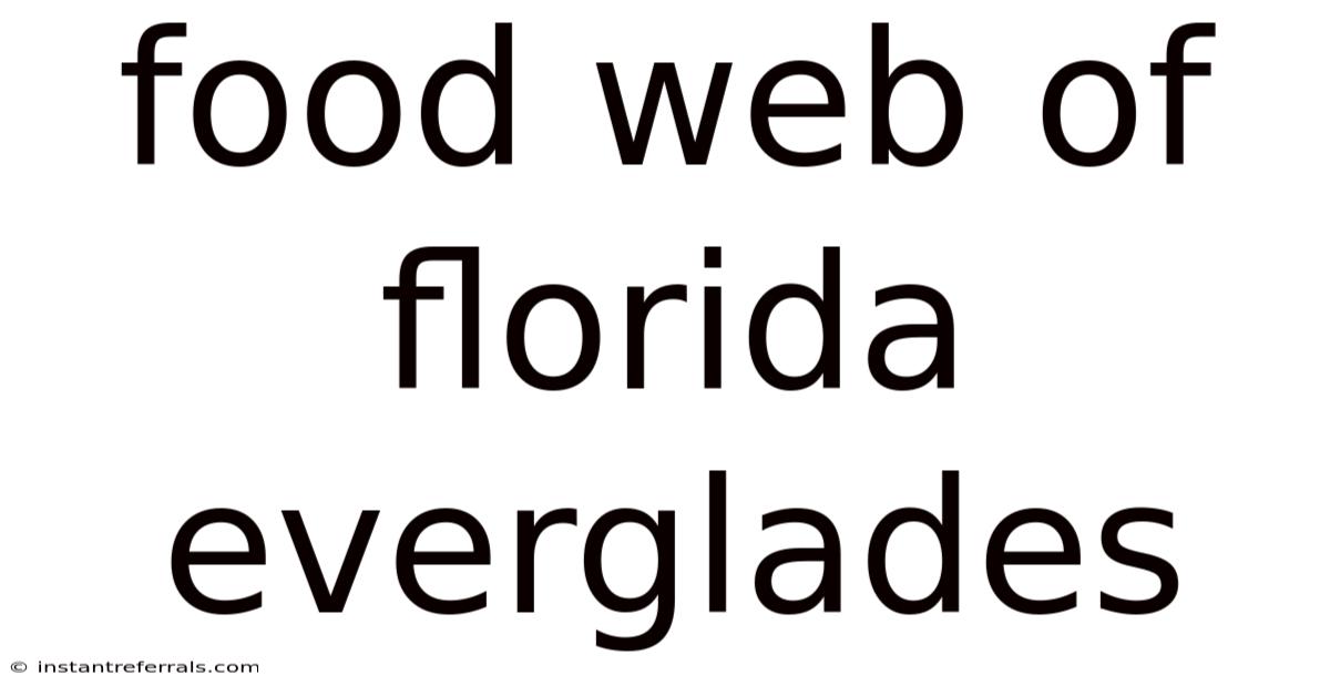 Food Web Of Florida Everglades