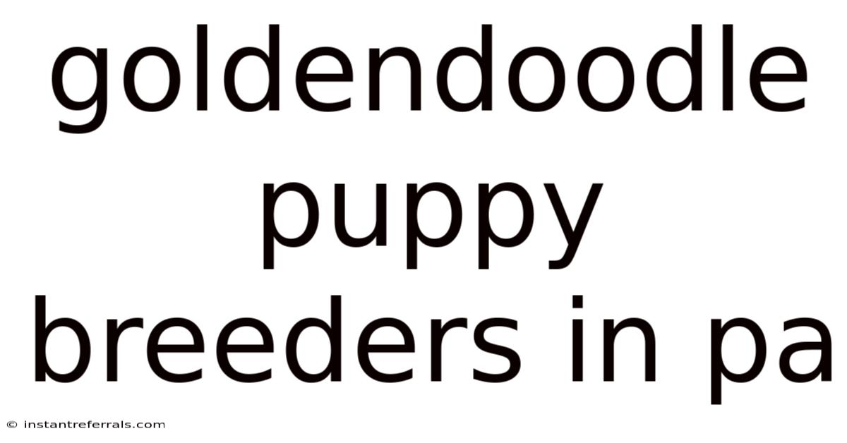 Goldendoodle Puppy Breeders In Pa
