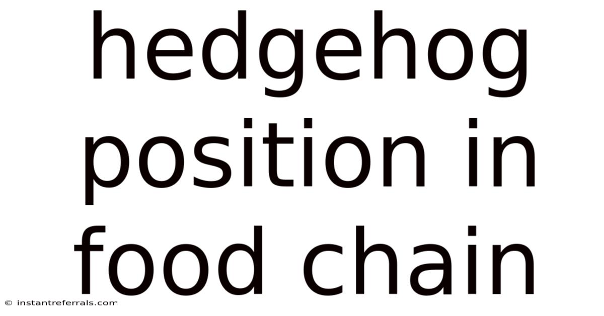 Hedgehog Position In Food Chain