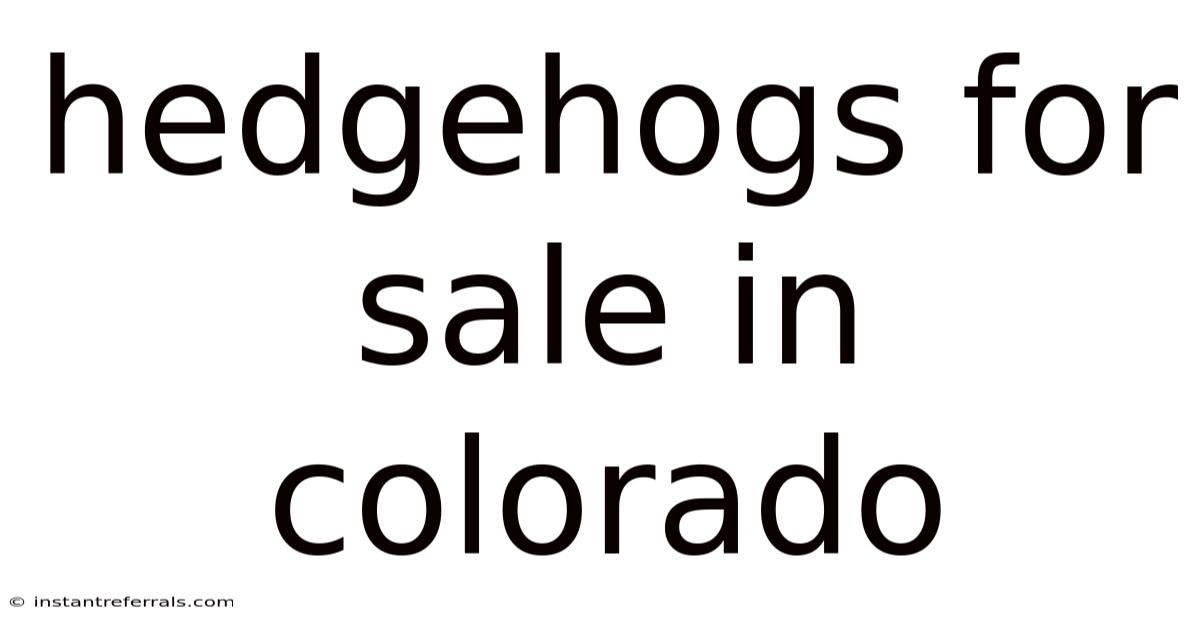 Hedgehogs For Sale In Colorado