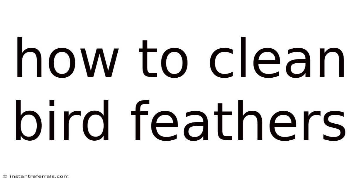 How To Clean Bird Feathers