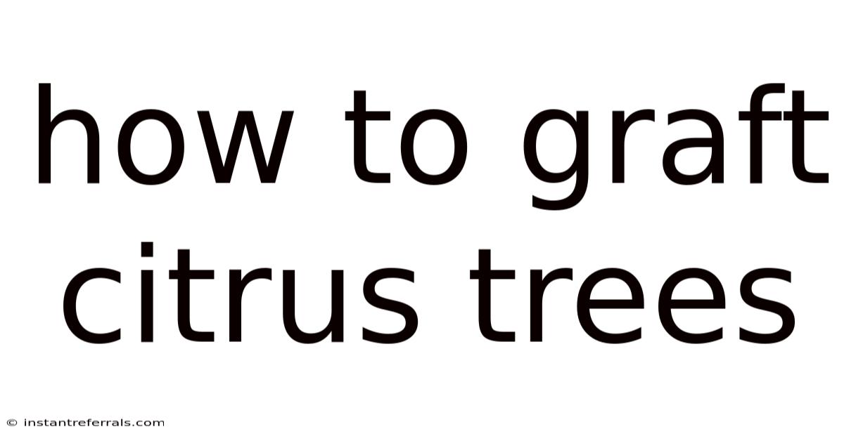 How To Graft Citrus Trees