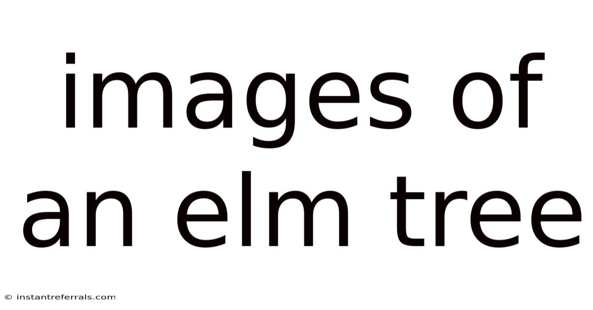 Images Of An Elm Tree