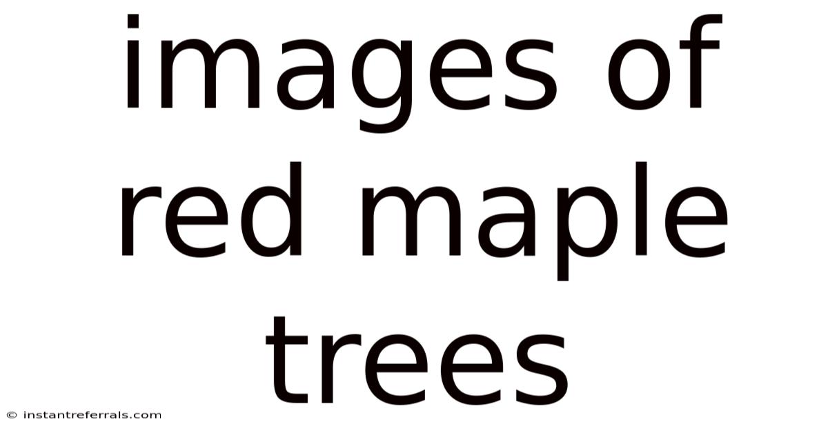 Images Of Red Maple Trees