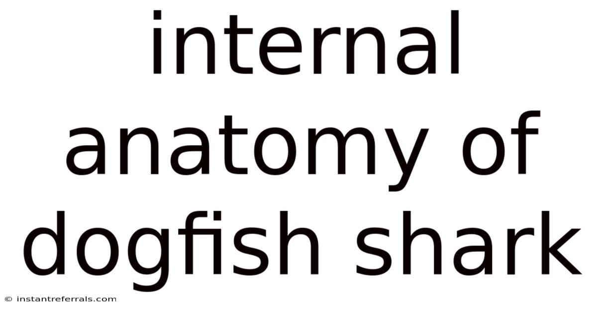 Internal Anatomy Of Dogfish Shark