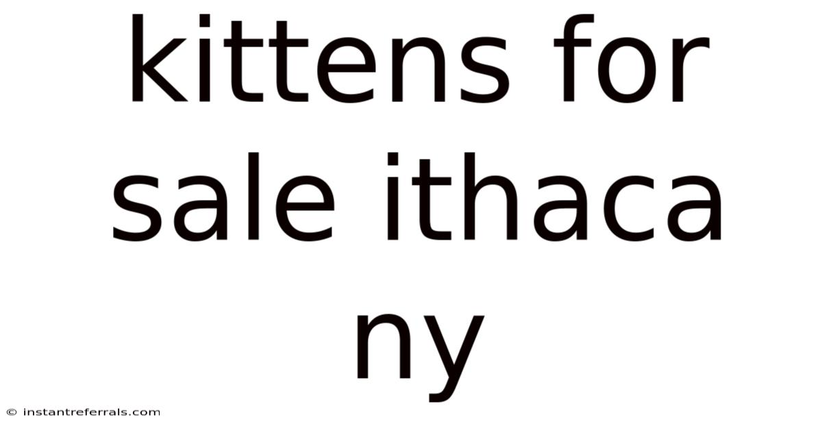 Kittens For Sale Ithaca Ny