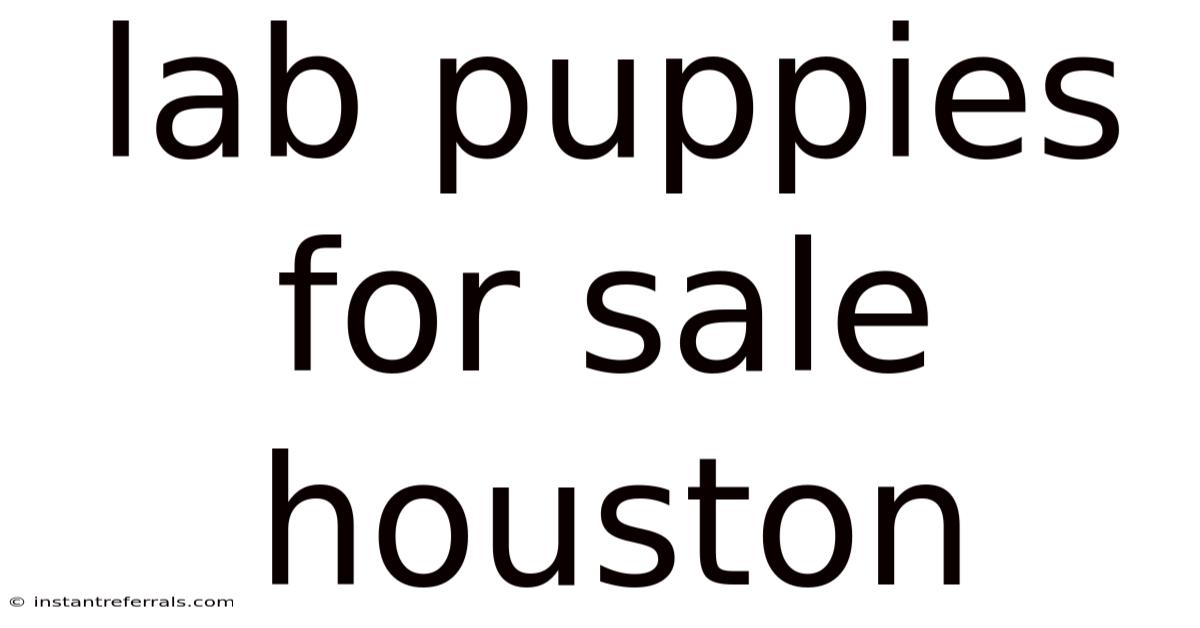 Lab Puppies For Sale Houston