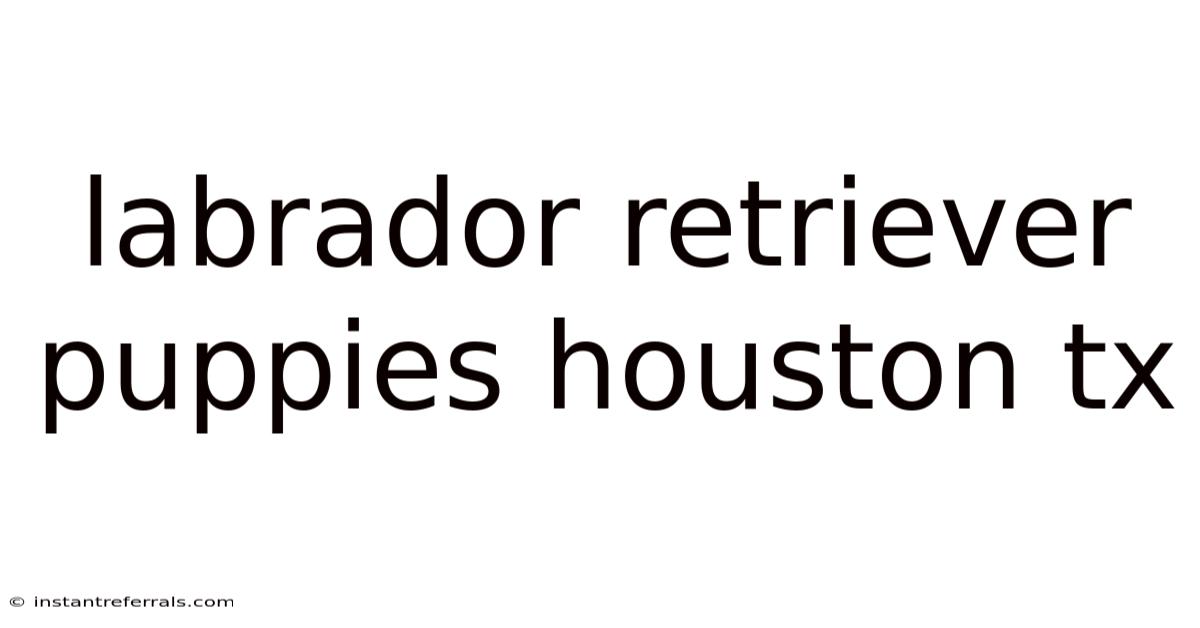 Labrador Retriever Puppies Houston Tx