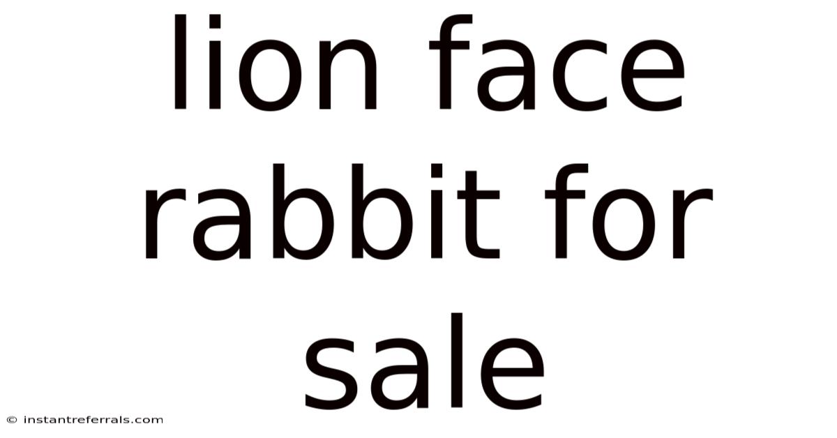 Lion Face Rabbit For Sale
