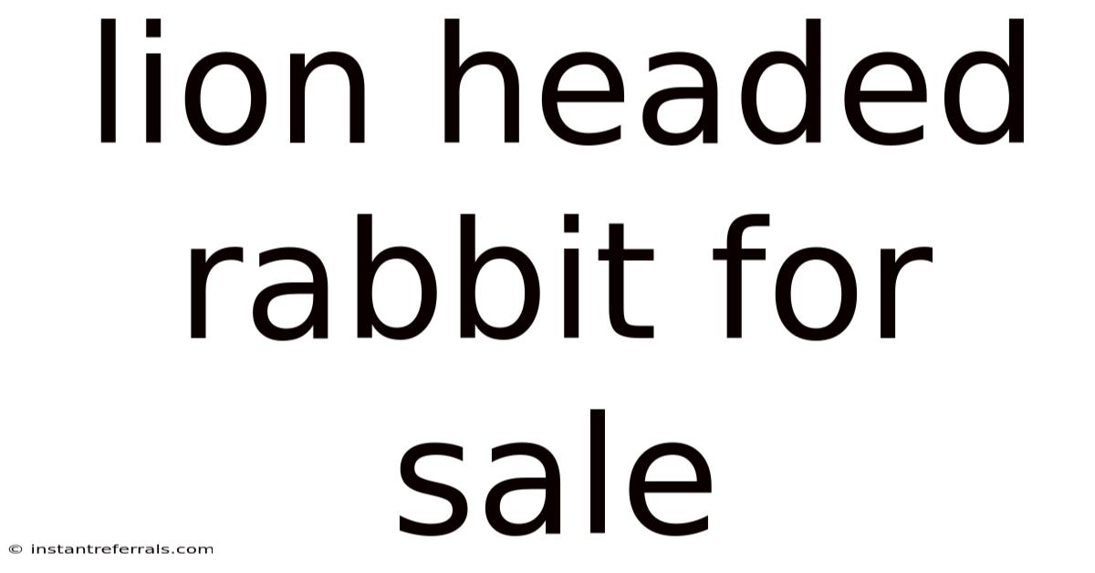 Lion Headed Rabbit For Sale