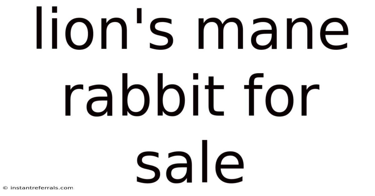 Lion's Mane Rabbit For Sale