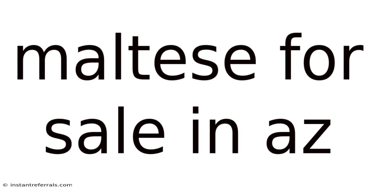Maltese For Sale In Az