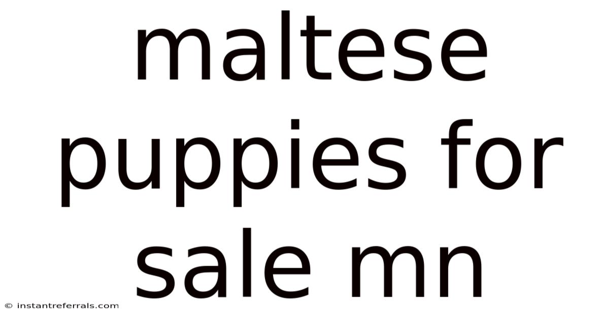 Maltese Puppies For Sale Mn