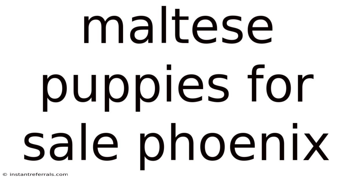 Maltese Puppies For Sale Phoenix