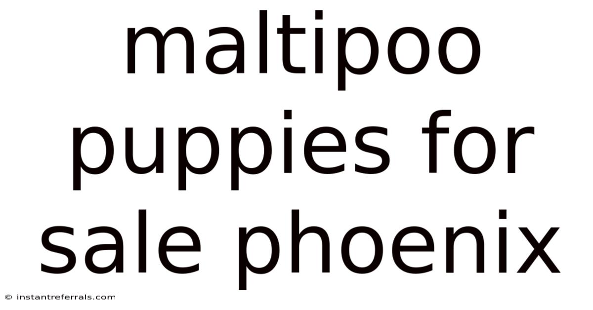 Maltipoo Puppies For Sale Phoenix