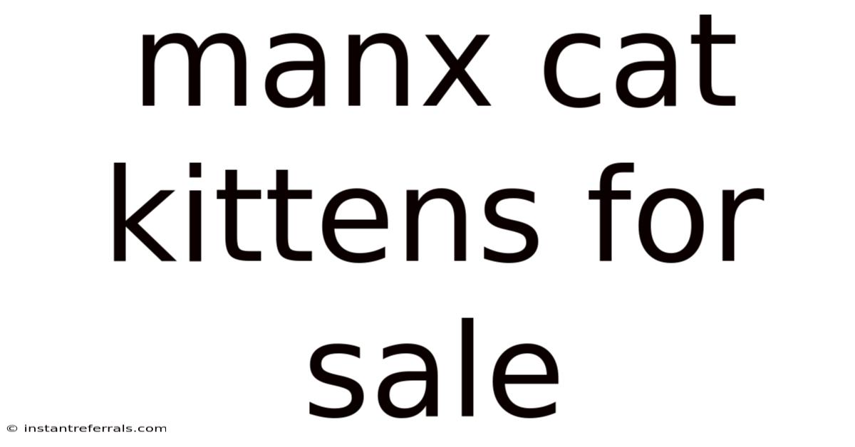 Manx Cat Kittens For Sale