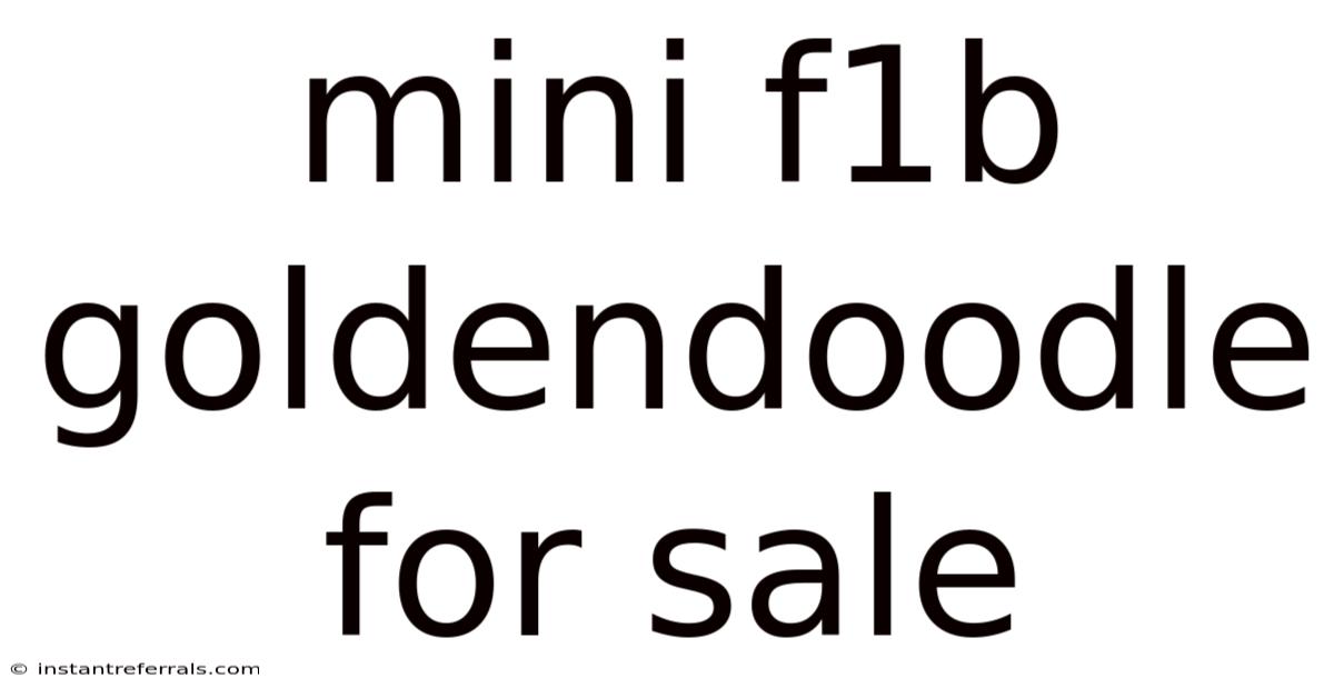 Mini F1b Goldendoodle For Sale