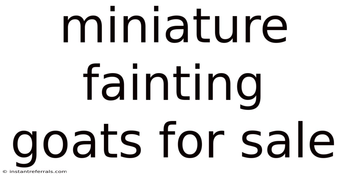 Miniature Fainting Goats For Sale